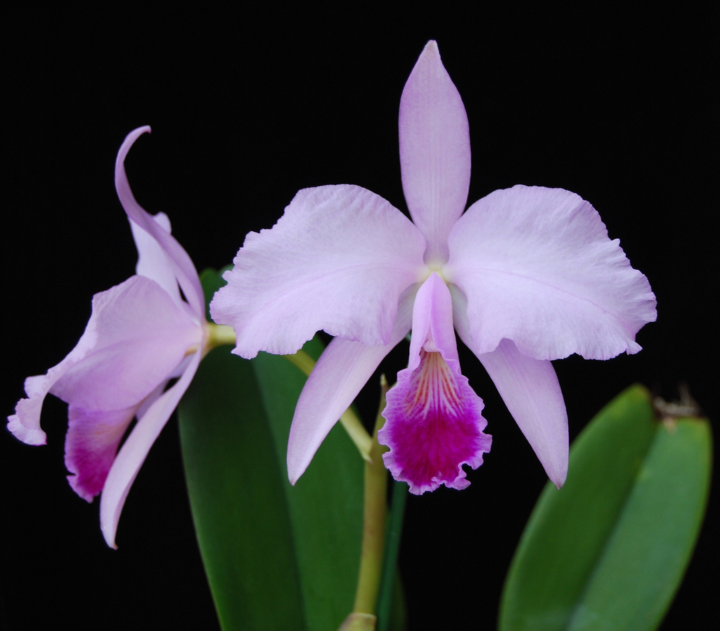 Орхидея Cattleya trianae Колумбия